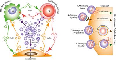 Apoptotic Tumor Cell-Derived Extracellular Vesicles as Important Regulators of the Onco-Regenerative Niche